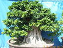 Cuban-laurel